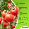 Tomatenspiralen aus Stahl Ø 5,6 mm Tomatenspiralstäbe Ranke Produktbild-Vorschau 4