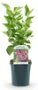 Green boutiQ - Gartenpflanze - Syringa vulgaris Michel Produktbild-Vorschau 2