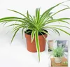 BALDUR Garten Chlorophytum Variegatum, 1 Pflanze, Produktbild-Vorschau 2
