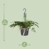 Humata tyermannii Bärenfußfarn Ø 17 cm - Höhe 20 cm - Produktbild-Vorschau 2
