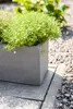 VIVANNO Bac à fleurs béton FLOBO Bac, gris mat - 80x18x18 Voir les images du produit 6