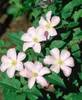 Clematis viticella 'Huldine', Waldrebe, weiß, 60–100 cm Produktbild-Vorschau 5