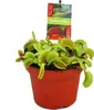 Mucholówka mala - Dionaea muscipula - doniczka 12 cm Podgląd zdjęcia produktu 1