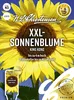 XXL - Sonnenblume King Kong | Sonnenblumensamen von N.L. Produktbild-Vorschau 3