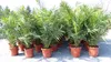 2 Stück Palme XXL 180 cm Phoenix canariensis, kanarische Produktbild-Vorschau 6