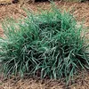 6 x Petite barbe de serpent  - Ophiopogon japonicus « Minor Voir les images du produit 1