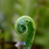 Stauden Gänge 10 x Phyllitis scolopendrium 'Angustifolium' Produktbild-Vorschau 3