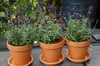 Bloomique - 12er Set - Lavandula Angustifolia - Lavendel Produktbild-Vorschau 6