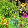 Blumenwiese Samen für eine bunte Bienenweide - Farbenfrohe Produktbild-Vorschau 11