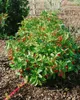 Aucuba japonica 'Rozannie', Japanische Aukube, immergrün, Produktbild-Vorschau 4