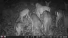 Outdoor Wildlife Hunting Trail und Wildkamera OXE Gepard Produktbild-Vorschau 27