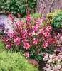 BALDUR Garten 2x Prachtkerze - Gaura 'Pink', Pflanzen im Produktbild-Vorschau 2