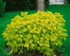 Philadelphus coronarius, Duftjasmin, weiß, 40–60 cm Produktbild-Vorschau 10
