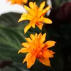Ro?lina cieniolubna o jasnych kwiatach - Calathea crocata - Podgląd zdjęcia produktu 3