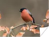 MuchoWow® Poster Vogel - Laub - Herbst - Gimpel - 160x120 Produktbild-Vorschau 1