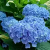 2 x  Ortensia  - Hydrangea macrophylla 'Blauer Prinz'  | Anteprima dell’immagine prodotto 2