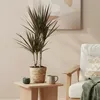 Dracaena Magenta Drachenblutbaum 17cm 70-80cm pflegeleicht Produktbild-Vorschau 4