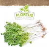 Keimsprossen Daikon-Rettich |Keimsprossen von FLORTUS Produktbild-Vorschau 5