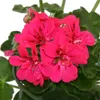 Geranien hängend - Pelargonium peltatum - 12cm Topf - Set Produktbild-Vorschau 3