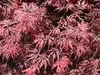 Fächerahorn ´GARNET´ 60-70 cm, Cont. 3 l Produktbild-Vorschau 4
