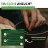 Prunkbohnen Preisgewinner Samen - Phaseolus coccis - Produktbild-Vorschau 4