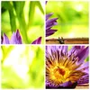 Bilder auf glas - Asien spa bambus blume - 120x80cm - Produktbild-Vorschau 8