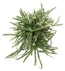 Rhipsalis baccifera horrida - korálový kaktus - v květináči Náhled obrázku produktu 3