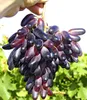 BALDUR Garten 1x Weinreben Tafeltraube 'Souvenir®' Produktbild-Vorschau 1