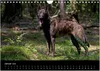 Holländischer Schäferhund (Wandkalender 2026 DIN A4 quer), Produktbild-Vorschau 4