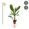 Licuala Grandis - 75-90cm - Ø19cm - Pianta d'appartamento - Anteprima dell’immagine prodotto 3