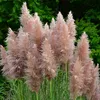 A close-up of several pink pampas grass plumes against a blurred green background of trees and foliage. Produktbild-Vorschau