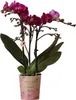 Orchidées Colibri | Orchidée Phalaenopsis violette - Voir les images du produit 1