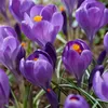 Bloomique - Mix 40 - Krokus - Krokus - Mix kolorów - Podgląd zdjęcia produktu 7