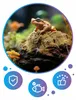 Aquarium Bodengrund Mech Torfowiec Sphagnum Moss 150 g, ca. Produktbild-Vorschau 8