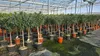 Rows of potted plants, likely Oleander trees, are arranged in a greenhouse. The plants have green foliage and some have pink flowers. They are in various sizes of pots, some brown and some black. The greenhouse structure with its transparent roof is visibl Voir les images du produit