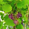 Akebia a cinque foglie 1L Anteprima dell’immagine prodotto 14