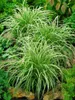 Carex morrowii 'Silver Sceptre', Japan-Segge, grün-weiß, 2 Produktbild-Vorschau 1