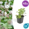 Geranium cantabrigiense 'Biokovo' - 48 rostlin - Ø10 - 25cm Náhled obrázku produktu 2