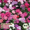 Samenliebe  Bartnelke Samen | Schnittblume - winterhart & Produktbild-Vorschau 4