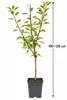 Apfelbaum Braeburn, alberello – Malus domestica – Mela Anteprima dell’immagine prodotto 5