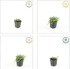 Biala Isotoma fluviatilis 'Alba' 10 - 25cm, srednica 9cm, Podgląd zdjęcia produktu 5