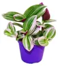 Exotická rostlina – třístupňová kvetoucí tradescantia Náhled obrázku produktu 1