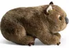 Carl Dick vombato in piedi di circa 29 cm peluche, peluche, Anteprima dell’immagine prodotto 3
