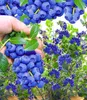 BALDUR Garten 2x Trauben-Heidelbeere Reka® Blue, Pflanzen Produktbild-Vorschau 2