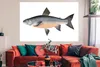 MuchoWow® Poster Fisch - Orange - Hering 180x120 cm - Produktbild-Vorschau 2