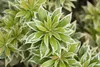 Pieris japonica 'Variegata', Japanische Lavendelheide, Produktbild-Vorschau 2