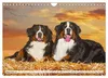 Berner Sennenhunde - Freunde für ein ganzes Leben Produktbild-Vorschau 11