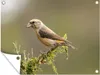 MuchoWow® Produktbild-Vorschau 1