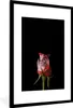 MuchoWow® MuchoWow® Gerahmtes Poster Rose - Schwarz - Pilz Produktbild-Vorschau 1