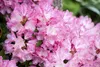 Rhododendron yakushimanum 'Fantastica', rosa-rot, 40–50 cm Produktbild-Vorschau 6